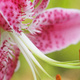 Closeup of a pink coral lily flower