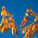 Autumn leaves against a blue sky