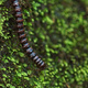 Closeup of a centipede climbing down a mossy bank