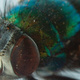 Extreme closeup of a dead fly