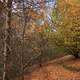 An autumn-leaf-covered hillside