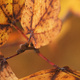 Closeup of autumn sycamore tree leaves