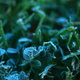 Closeup of frost-covered grass