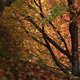 Sunlight filtering though autumn leaves