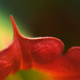 Closeup of a large trumpet-shaped orange flower