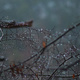 Rain drops on Birch trees against a misty background