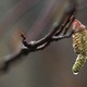 Closeup of rain drops on a Birch tree