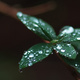 Closeup of rain drops on leaves