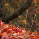 Autumn leaves in the foreground