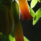 Closeup of Brugmansia arborea flowers and fruit