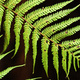 A free fern frond, against a dark background