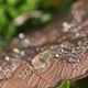 Closeup of dew on a fallen leaf