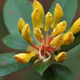 Closeup of a yellow rhododendron buds