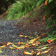 Fallen Brugmansia flowers lying on the ground