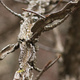 Closeup of the twisted profile of the branches of a tree