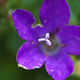 Closeup of a small blue or violet-coloured flower