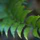 Closeup of a small fern frond