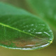 Closeup of a leaf with dust inside a big drop of water