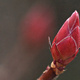 Closeup of a small Rhododendron bud