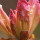 Closeup of a pink Rhododendron bud just opening