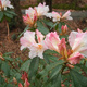 A pink-flowered rhododenron bush