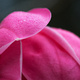 Closeup of a partly-open magnolia flower