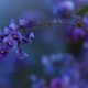 Closeup of Native Lilac flowers in late afternoon light